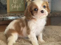 Lana, a female Cavalier King Charles Spaniel for sale in Hardy, AR – 3 of 8