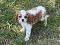 Ellie Mae, a female Cavalier King Charles Spaniel for sale in Hardy, AR – 5 of 6