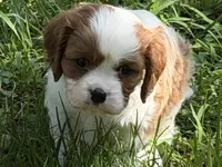 Will, a male Cavalier King Charles Spaniel for sale in Hardy, AR – 3 of 8