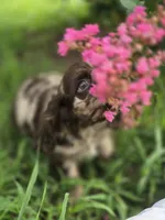 Mason, a male Cocker Spaniel for sale in Hardy, AR – 4 of 10