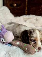 Care Bear, a male Cocker Spaniel for sale in Hardy, AR – 3 of 9