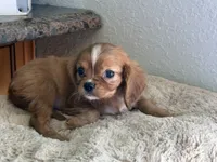 Lacey, a female Cavalier King Charles Spaniel for sale in Hardy, AR – 4 of 7