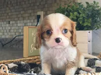 Lana, a female Cavalier King Charles Spaniel for sale in Hardy, AR – 7 of 8