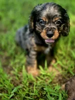 Sissy, a female Cocker Spaniel for sale in Hardy, AR – 2 of 10