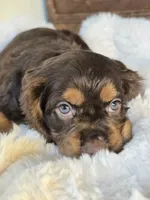Holly, a female Cocker Spaniel for sale in Hardy, AR – 2 of 10