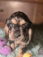 Marshall, a male Cocker Spaniel for sale in Hardy, AR – 7 of 10