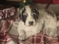 processed/90cf4e8e-6c9a-416f-af77-f1ec7d19d841/listing/20aebc38-cee1-4279-8f2d-bdefe892869a/81e5a8f9-7f36-4c4d-b6a9-20cc691972a6