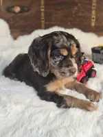 Pretty Boy, a male Cocker Spaniel for sale in Hardy, AR – 9 of 9