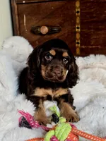 Banjo, a male Cocker Spaniel for sale in Hardy, AR – 8 of 9