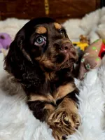 Banjo, a male Cocker Spaniel for sale in Hardy, AR – 5 of 9