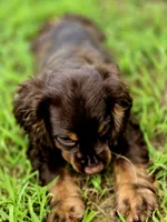 Adam, a male Cocker Spaniel for sale in Hardy, AR – 5 of 10