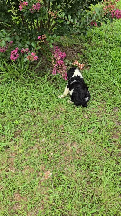Panda, a female Cocker Spaniel for sale in Hardy, AR – 8 of 10