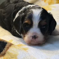 Timmy, a male Cavalier King Charles Spaniel for sale in Hardy, AR – Photo 6 of 6