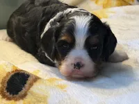 Timmy, a male Cavalier King Charles Spaniel for sale in Hardy, AR – Photo 6 of 6