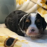 Timmy, a male Cavalier King Charles Spaniel for sale in Hardy, AR – Photo 3 of 6