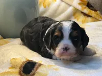 Timmy, a male Cavalier King Charles Spaniel for sale in Hardy, AR – Photo 3 of 6