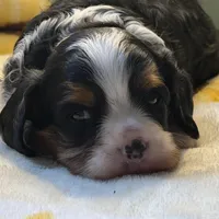 Timmy, a male Cavalier King Charles Spaniel for sale in Hardy, AR – Photo 2 of 6