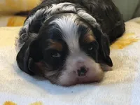 Timmy, a male Cavalier King Charles Spaniel for sale in Hardy, AR – Photo 2 of 6