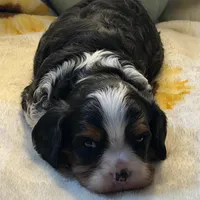 Timmy, a male Cavalier King Charles Spaniel for sale in Hardy, AR – Photo 4 of 6