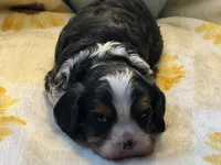 Timmy, a male Cavalier King Charles Spaniel for sale in Hardy, AR – Photo 4 of 6