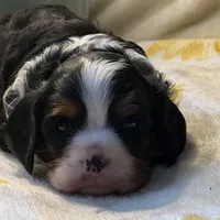 Timmy, a male Cavalier King Charles Spaniel for sale in Hardy, AR – Photo 1 of 6
