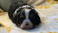 Timmy, a male Cavalier King Charles Spaniel for sale in Hardy, AR – Photo 1 of 6