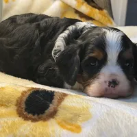 Timmy, a male Cavalier King Charles Spaniel for sale in Hardy, AR – Photo 5 of 6