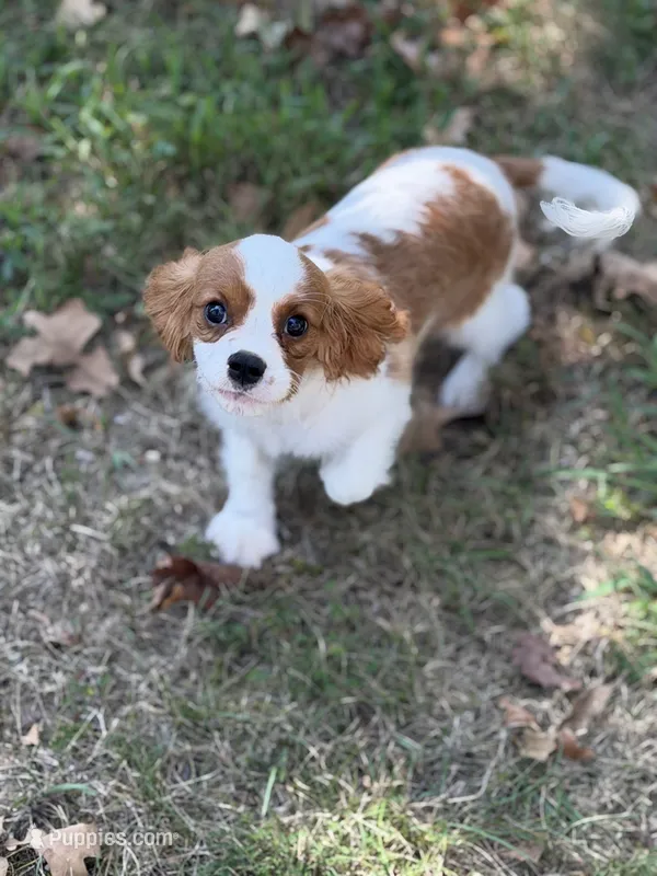 Will – Cavalier King Charles Spaniel puppy for sale in Hardy, AR