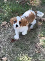 Will, a male Cavalier King Charles Spaniel for sale in Hardy, AR – 1 of 10