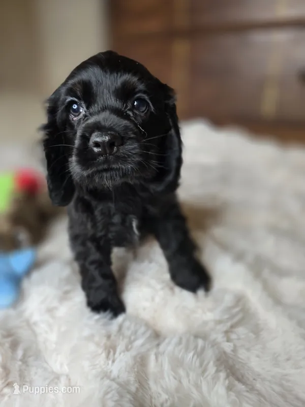 Midnight – Cocker Spaniel puppy for sale in Hardy, AR