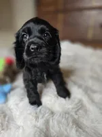 Midnight, a female Cocker Spaniel for sale in Hardy, AR – 1 of 8