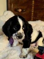 Pretty Boy, a male Cocker Spaniel for sale in Hardy, AR – 8 of 9