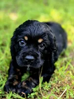Happy, a female Cocker Spaniel for sale in Hardy, AR – 5 of 9