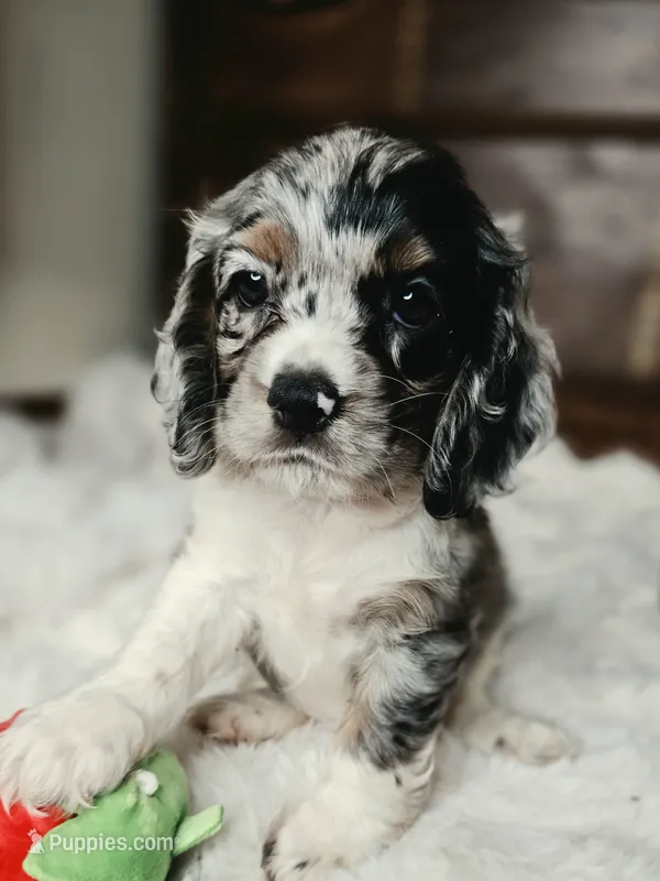 Izzy  – Cocker Spaniel puppy for sale in Hardy, AR