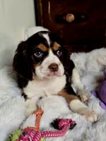 Rocket, a male Cocker Spaniel for sale in Hardy, AR – 7 of 9
