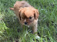 June, a female Cavalier King Charles Spaniel for sale in Hardy, AR – 3 of 6