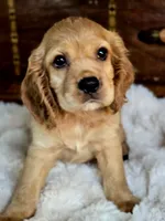 Buffy , a male Cocker Spaniel for sale in Hardy, AR – 5 of 9