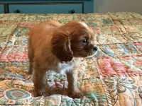 Boston, a male Cavalier King Charles Spaniel for sale in Hardy, AR – 4 of 5