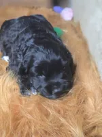 Ebony , a female Cocker Spaniel for sale in Hardy, AR – 8 of 10