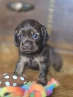 Kyson, a male Cocker Spaniel for sale in Hardy, AR – 3 of 10