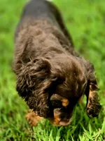 Cocoa, a male Cocker Spaniel for sale in Hardy, AR – 3 of 9