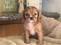 Harry, a male Cavalier King Charles Spaniel for sale in Hardy, AR – 2 of 7