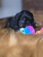 Midnight , a male Cocker Spaniel for sale in Hardy, AR – 8 of 10