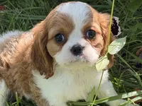 Lizzy, a female Cavalier King Charles Spaniel for sale in Hardy, AR – 1 of 5