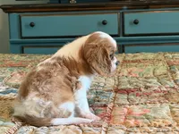 Benson, a male Cavalier King Charles Spaniel for sale in Hardy, AR – 4 of 5