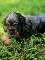 Sissy, a female Cocker Spaniel for sale in Hardy, AR – 5 of 10