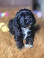 Ebony , a female Cocker Spaniel for sale in Hardy, AR – 7 of 10