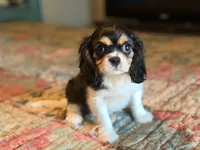 Sammy, a male Cavalier King Charles Spaniel for sale in Hardy, AR – 6 of 6