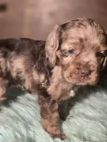 Bonnie, a female Cocker Spaniel for sale in Hardy, AR – 3 of 8