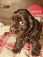 processed/90cf4e8e-6c9a-416f-af77-f1ec7d19d841/listing/2b57ddce-d32f-4b8f-9211-641dea8095ab/e64c49fe-71e9-4cd1-8344-15859e50acfb